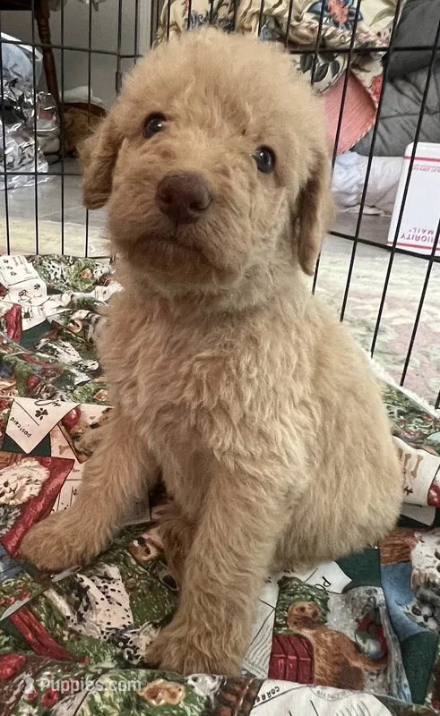 Cocoas Orange collar – Labradoodle puppy for sale in Summerfield, FL