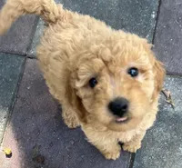 Ambers Yellow, a male Goldendoodle for sale in Summerfield, FL – 5 of 5