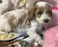 Willow yellow Collar MINI, a female Goldendoodle for sale in Summerfield, FL – 6 of 7