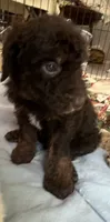 Cocoas White collar boy, a male Labradoodle for sale in Summerfield, FL – 5 of 6