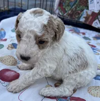 processed/13885354-b27e-4c54-b735-83ae5a3c2cb1/listing/a70eea93-74c6-4367-90ac-bc7ab0fd5325/17f16e26-c08c-475f-814a-34e759d2896e