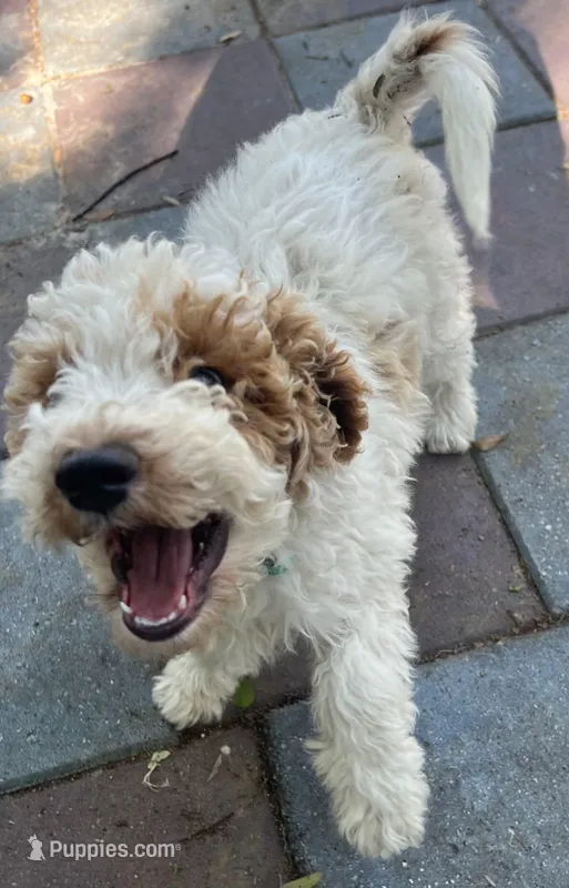 Ollie MINI  – Goldendoodle puppy for sale in Summerfield, FL