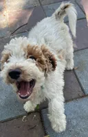 Ollie MINI , a male Goldendoodle for sale in Summerfield, FL – Photo 1 of 3