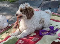 Ollie MINI , a male Goldendoodle for sale in Summerfield, FL – Photo 2 of 3