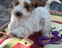 Ollie MINI , a male Goldendoodle for sale in Summerfield, FL – Photo 3 of 3