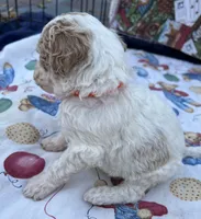 processed/13885354-b27e-4c54-b735-83ae5a3c2cb1/listing/a70eea93-74c6-4367-90ac-bc7ab0fd5325/bc58d932-8301-4413-b32f-320f2f85516b