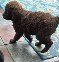 Aussies purple collar, a female Labradoodle for sale in Summerfield, FL – 4 of 6