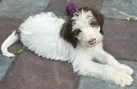 Mocha Blue Collar, a male Labradoodle for sale in Summerfield, FL – 3 of 5