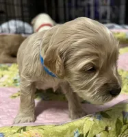Daisys Blue Collar Cream boy Mini/ Medium Goldendoodle, a male Goldendoodle for sale in Summerfield, FL – 3 of 3