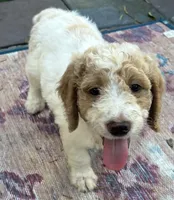 Daisys Red Collar Cream Parti boy Mini/ Medium Goldendoodle, a male Goldendoodle for sale in Summerfield, FL – 8 of 10