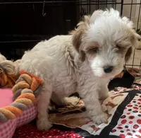 Willow Purple collar MINI, a female Goldendoodle for sale in Summerfield, FL – 8 of 8
