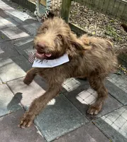 Joey, a male Labradoodle for sale in Summerfield, FL – 6 of 9
