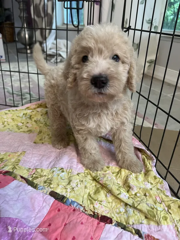 Aussies pink collar – Labradoodle puppy for sale in Summerfield, FL