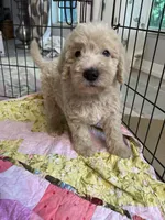 Aussies pink collar, a female Labradoodle for sale in Summerfield, FL – 1 of 5