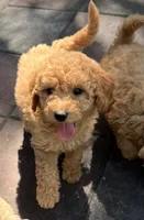 Ambers Yellow, a male Goldendoodle for sale in Summerfield, FL – 4 of 5