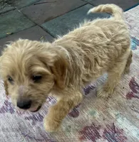 Daisys Blue Collar Cream boy Mini/ Medium Goldendoodle, a male Goldendoodle for sale in Summerfield, FL – 5 of 7
