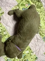 Daisys Purple Collar Cream Girl Mini/ Medium Goldendoodle, a female Goldendoodle for sale in Summerfield, FL – 3 of 3