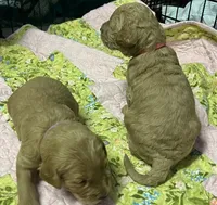 Daisys Purple Collar Cream Girl Mini/ Medium Goldendoodle, a female Goldendoodle for sale in Summerfield, FL – 2 of 3