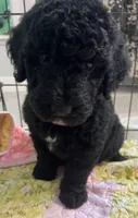 Aussies yellow collar, a female Labradoodle for sale in Summerfield, FL – 5 of 7
