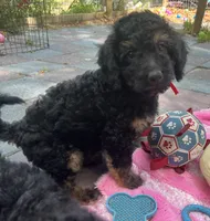 Rudy Mini/ Med, a male Miniature Goldendoodle for sale in Summerfield, FL – Photo 5 of 5