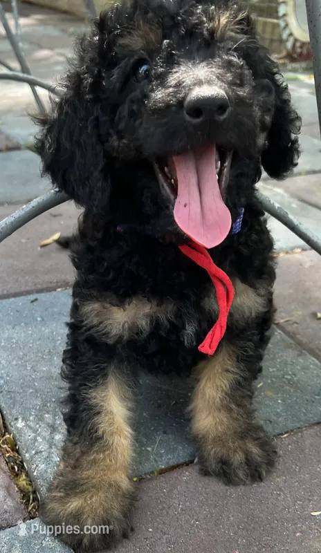 Rudy Mini/ Med – Miniature Goldendoodle puppy for sale in Summerfield, FL