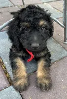 Rudy Mini/ Med, a male Miniature Goldendoodle for sale in Summerfield, FL – Photo 3 of 5