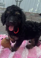 Rudy Mini/ Med, a male Miniature Goldendoodle for sale in Summerfield, FL – Photo 4 of 5