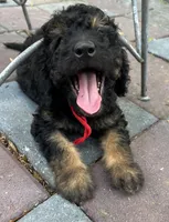 Rudy Mini/ Med, a male Miniature Goldendoodle for sale in Summerfield, FL – Photo 2 of 5