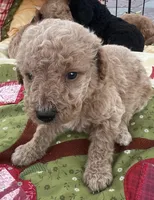 Mini med Royal Green collar , a male Goldendoodle for sale in Summerfield, FL – Photo 1 of 6