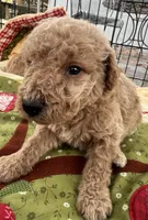Mini med Royal Green collar , a male Goldendoodle for sale in Summerfield, FL – Photo 4 of 6