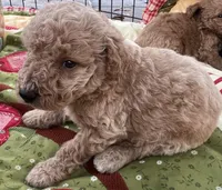 Mini med Royal Green collar , a male Goldendoodle for sale in Summerfield, FL – Photo 2 of 6