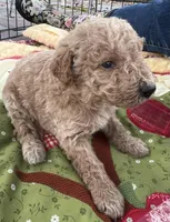 Mini med Royal Green collar , a male Goldendoodle for sale in Summerfield, FL – Photo 3 of 6