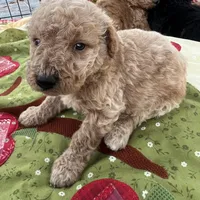 Mini med Royal Green collar , a male Goldendoodle for sale in Summerfield, FL – Photo 5 of 6