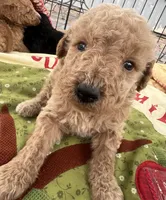 Mini med Royal Green collar , a male Goldendoodle for sale in Summerfield, FL – Photo 6 of 6