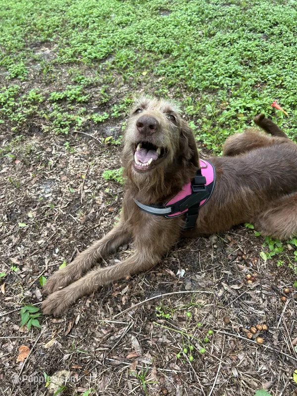 Bambi – Labradoodle puppy for sale in Summerfield, FL