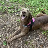 Bambi, a female Labradoodle for sale in Summerfield, FL – Photo 3 of 4