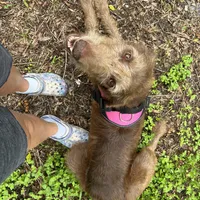Bambi, a female Labradoodle for sale in Summerfield, FL – Photo 4 of 4