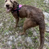 Bambi, a female Labradoodle for sale in Summerfield, FL – Photo 1 of 4