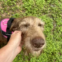 Bambi, a female Labradoodle for sale in Summerfield, FL – Photo 2 of 4