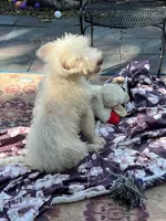 Cocoas Purple, a female Labradoodle for sale in Summerfield, FL – 7 of 10