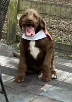 Joy, a female Labradoodle for sale in Summerfield, FL – 3 of 6