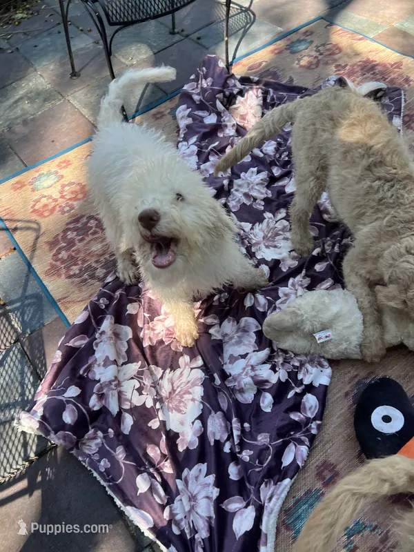 Cocoas Purple – Labradoodle puppy for sale in Summerfield, FL
