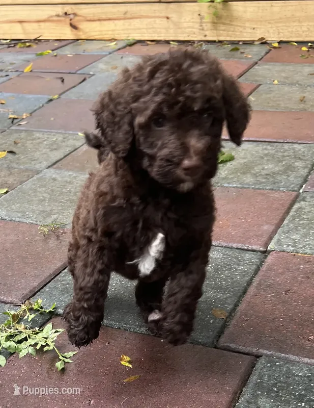 Aussies purple collar – Labradoodle puppy for sale in Summerfield, FL