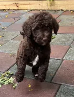 Aussies purple collar, a female Labradoodle for sale in Summerfield, FL – 1 of 6
