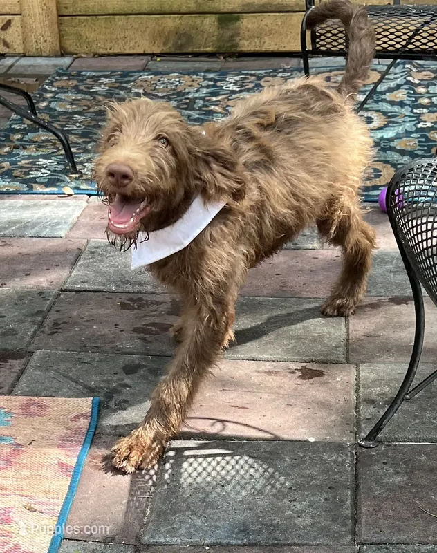 Joey – Labradoodle puppy for sale in Summerfield, FL