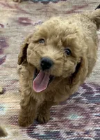 Ambers Orange, a male Goldendoodle for sale in Summerfield, FL – 2 of 8