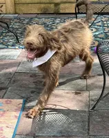 Joey, a male Labradoodle for sale in Summerfield, FL – 2 of 9