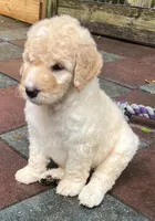 Aussie Green Collar, a male Labradoodle for sale in Summerfield, FL – 3 of 7