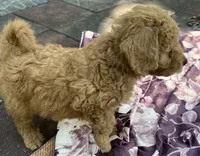 Amber Purple mini, a female Goldendoodle for sale in Summerfield, FL – 7 of 8