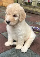 Aussie Green Collar, a male Labradoodle for sale in Summerfield, FL – 4 of 7
